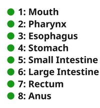 Digestive Path (Sequence, EN)