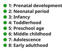 Human Life Stages (Sequence, EN)